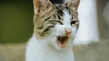 Resekcja głowy kości udowej u kotów: ile to kosztuje?