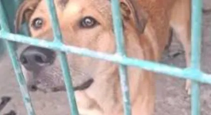 Zbieramy na schronisko 🐕