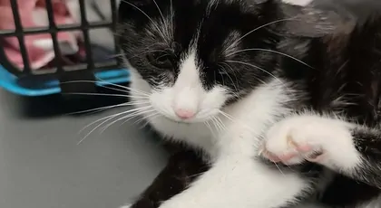 🐾Pomoc dla neli🐾