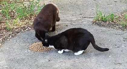 Na karmę dla bezdomnych kotków