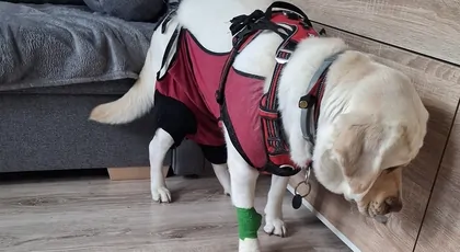 Zbiórka na Rehabilitacje Aishy