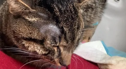 Simba walczy o życie