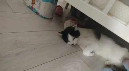 Leczenie i specjalna karna