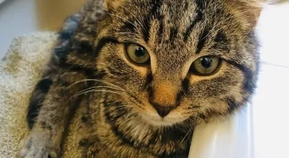 Zbieramy na karme dla kotków