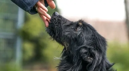 Wsparcie dla Schroniska Lublin