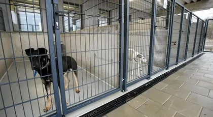 Schronisko-jedzenie i leczenie