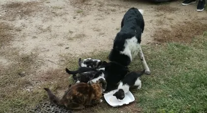 🆘 Pilne 🐾 🆘 Dajmy Reksiowi i kociej ekipie jeść