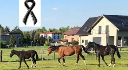 3 konie zginęły w pożarze