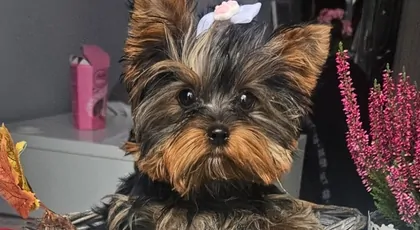 5-miesięczna Bajeczka walczy o życie! Poważna wada zagraża maleńkiej suni