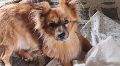 Bagsik przestał chodzić – walka z dyskopatią