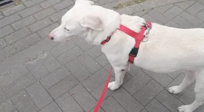 Na leczenie mascytomy u Megi