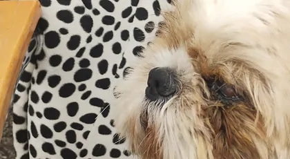 Uratuj Shih tzu