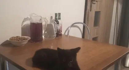 Pomoc dla porzuconych kotków