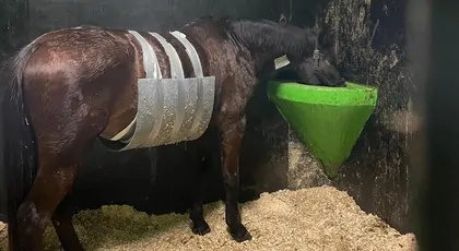 Operacja i leczenie Indiany
