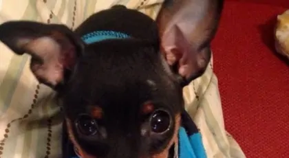 Operacja ręki Winstona Łapki