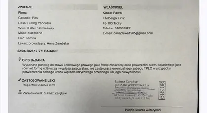 Operacja TPLO więzadła krzyżow