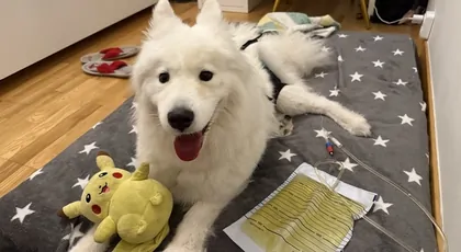 Aria walczy o życie!