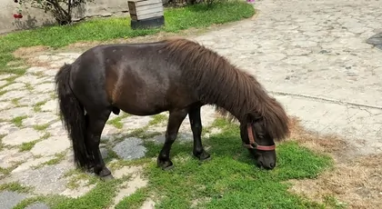Budowa stajenki dla kucyka
