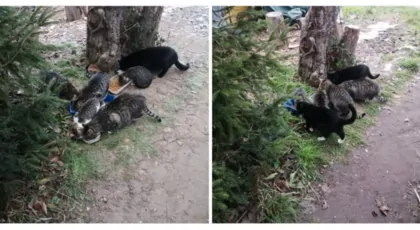 Na jedzenie dla kotków