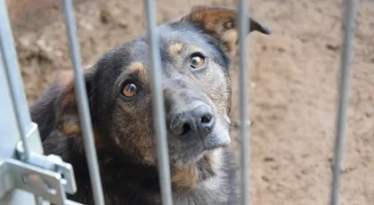 Karma dla schroniska😊