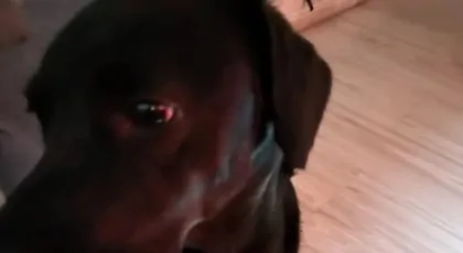 Rehabilitacja i leczenie psa