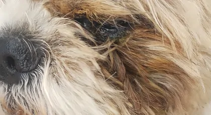 Shih Tzu potrzebuje pomocy - walka o oczko