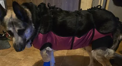 Pomoc po operacji dla Shiry