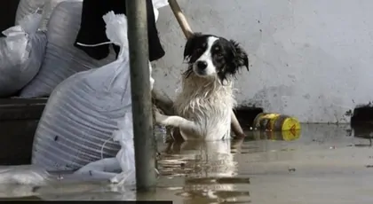 Українці для постраждалих від повені - Ukraińcy dla Powodzian