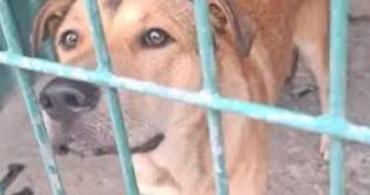 Zbieramy na schronisko 🐕