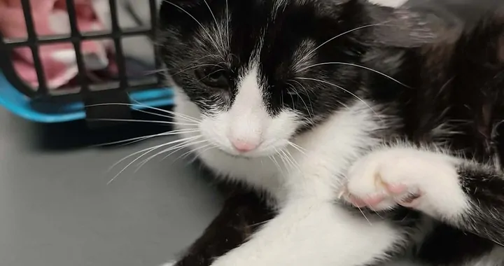 🐾Pomoc dla neli🐾