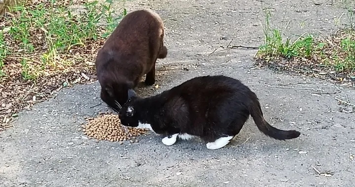 Na karmę dla bezdomnych kotków