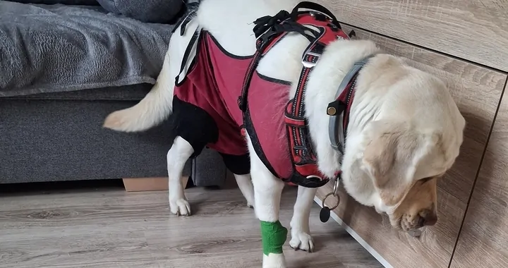 Zbiórka na Rehabilitacje Aishy
