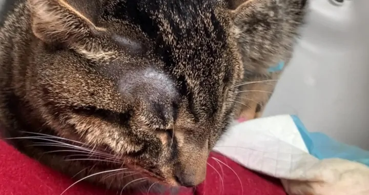 Simba walczy o życie