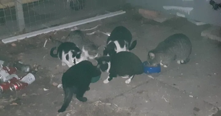 Bezpieczny azyl dla Zwierząt