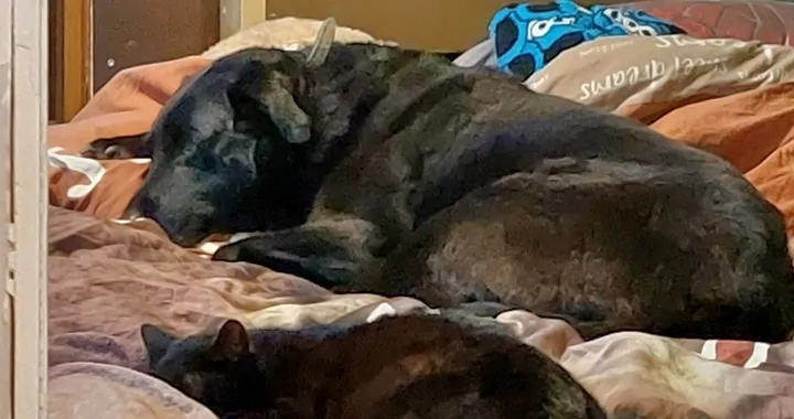 Leczenie pieska-dogoterapeuty!