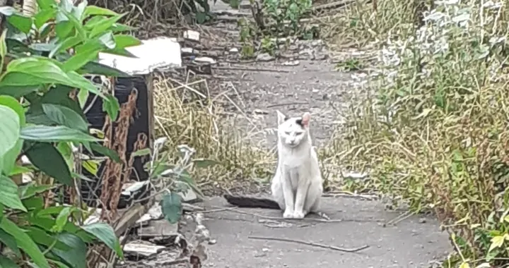 Z miłością do zwierząt