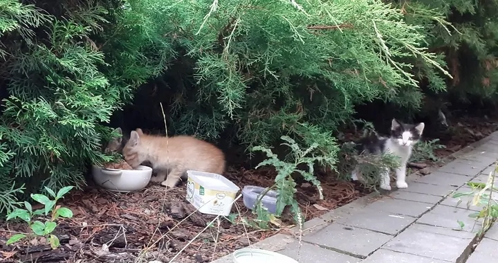 Wsparcie dla kotów zima 2023