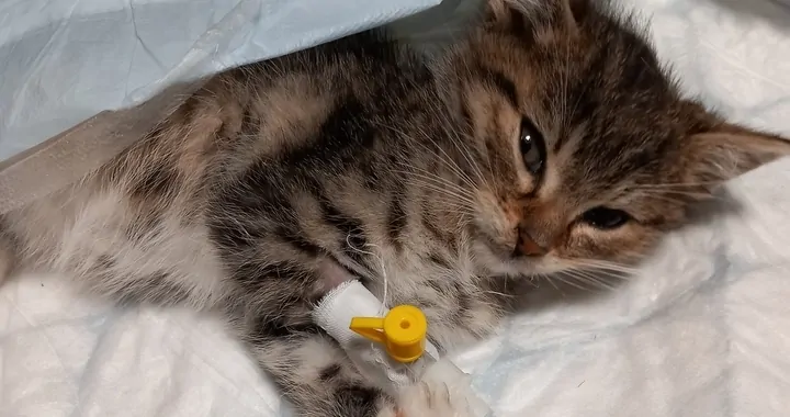 Podarujmy Zwierzakom Serce Anioła