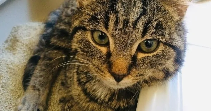 Zbieramy na karme dla kotków