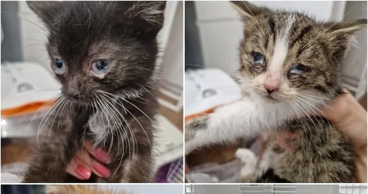 Ratunek dla kotów bezdomnych