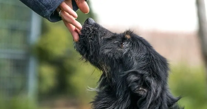 Wsparcie dla Schroniska Lublin