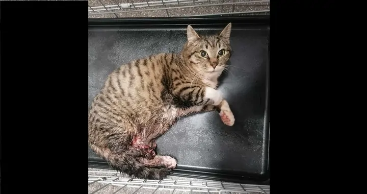 Pilna pomoc dla Pana Kleksa!