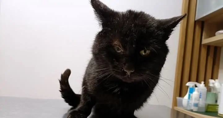 Pomóż RUNIE Przetrwać