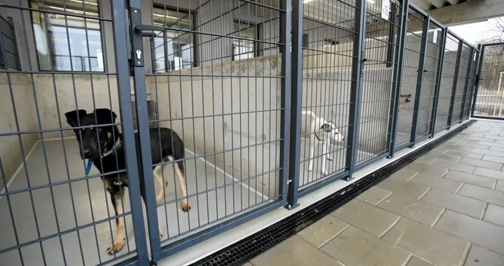 Schronisko-jedzenie i leczenie