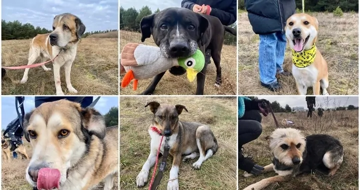 Karma dla psów ze schroniska