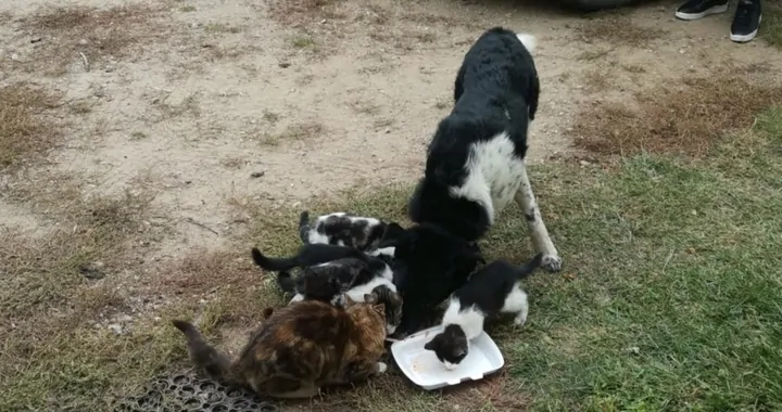 🆘 Pilne 🐾 🆘 Dajmy Reksiowi i kociej ekipie jeść