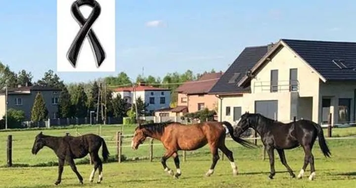 3 konie zginęły w pożarze