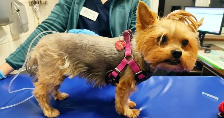 Lilunia walczy o życie