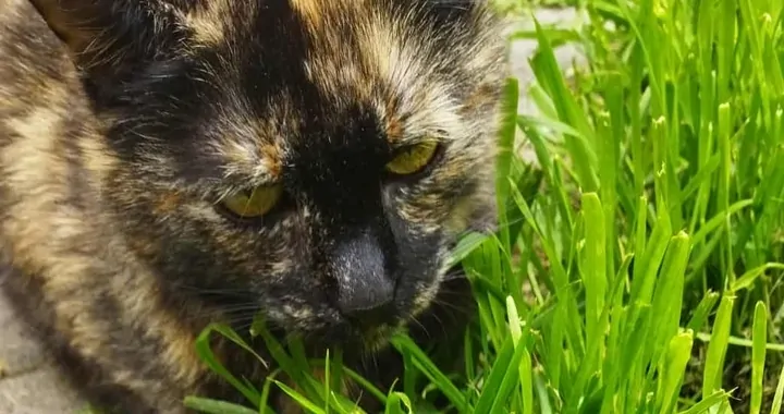 Kocie papu dla bezdomniaków