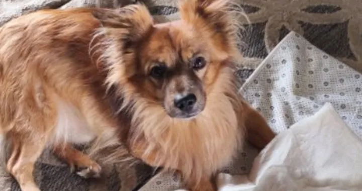 Bagsik przestał chodzić – walka z dyskopatią